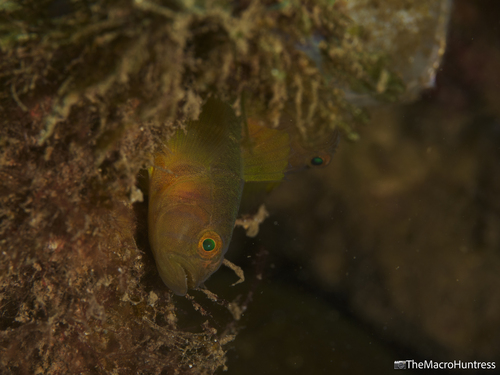 Priolepis, 2026-08-27