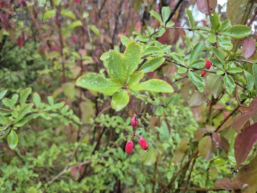 European barberry