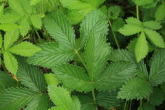 Potentilla fragarioides