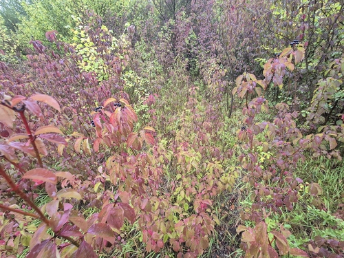 common dogwood