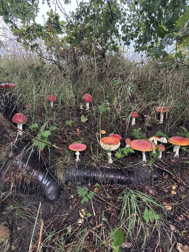 Fly Agaric