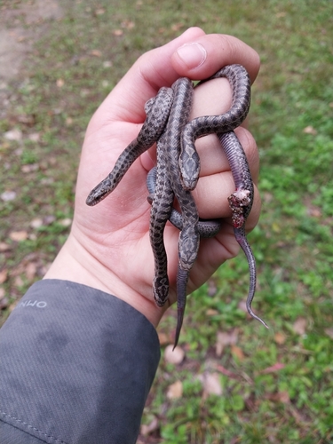 Steppe Ratsnake