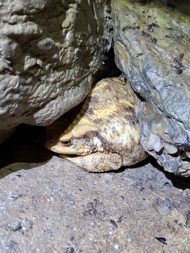 European Toad