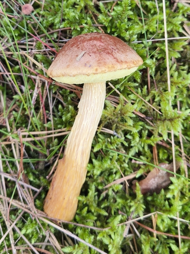 Aureoboletus projectellus