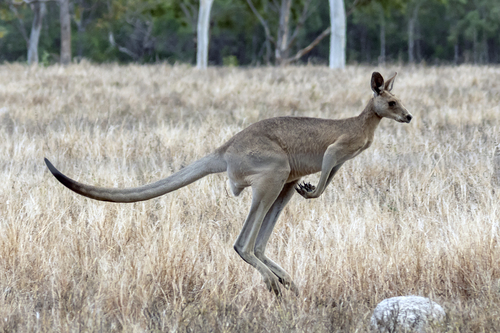 Eastern Grey Kangaroo