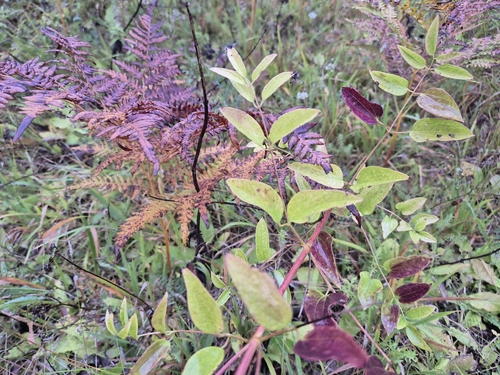 Clematis recta, photograph 6