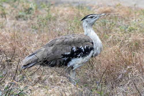 Australian Bustard