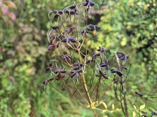 Clematis recta, photograph 3