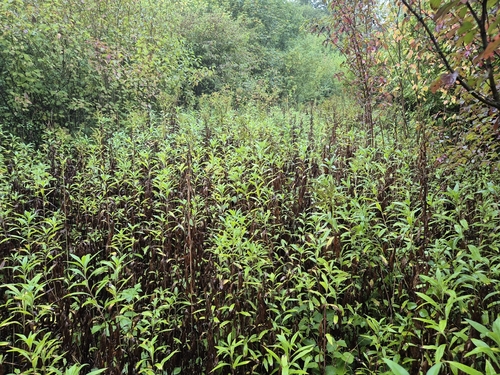 giant goldenrod