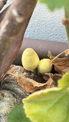 flowerpot parasol