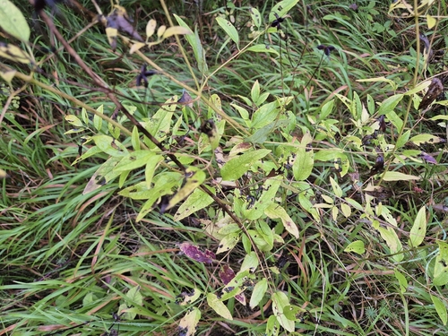Clematis recta, photograph 4
