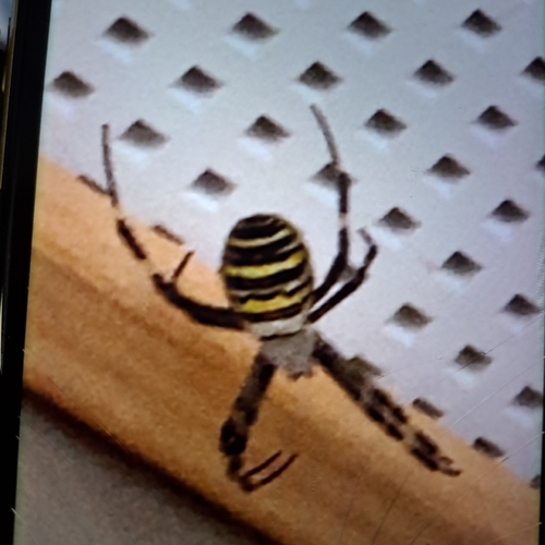 Wasp Spider