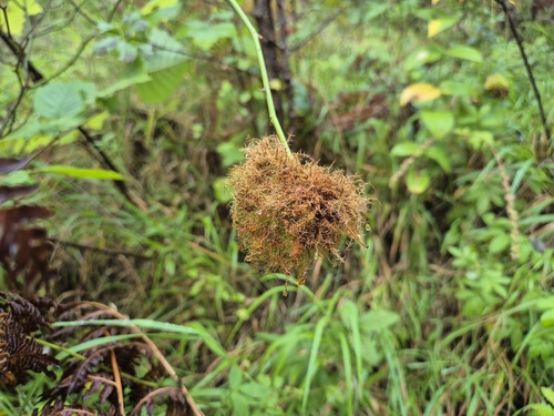 Mossy Rose Gall Wasp
