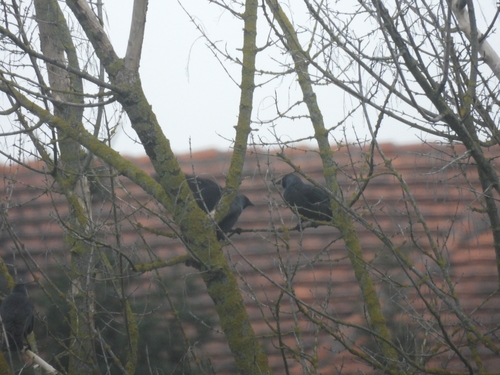Eurasian Jackdaw