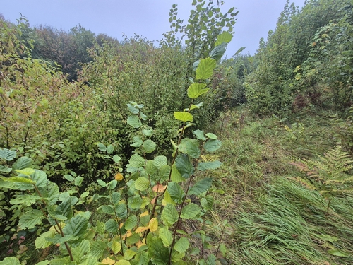 common hazel