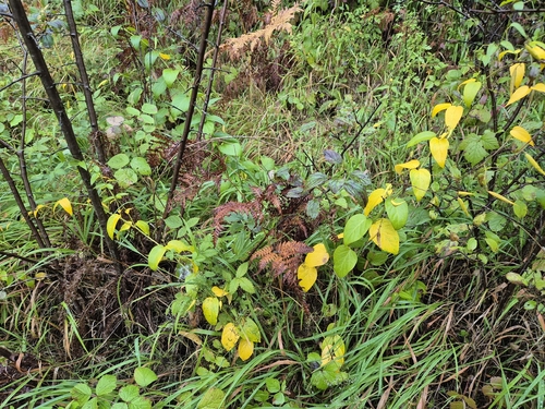 Swallow-wort