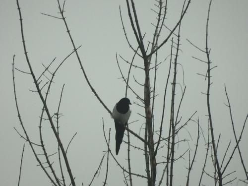 Eurasian Magpie