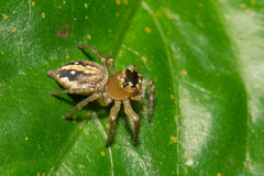 Yaginumaella lobata