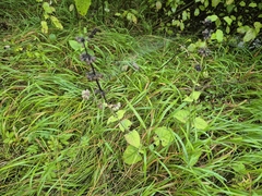 Salvia verticillata