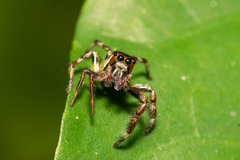 Yaginumaella lobata