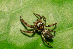 Yaginumaella lobata