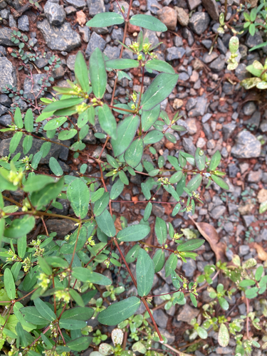 hyssop spurge