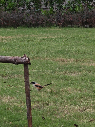 Long-tailed Shrike