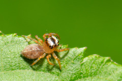 Yaginumaella lobata