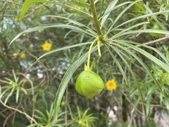 Cascabela thevetia
