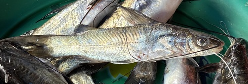 Wolff's Catfish