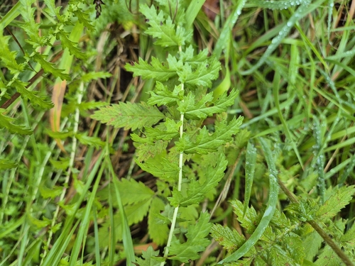 Dropwort