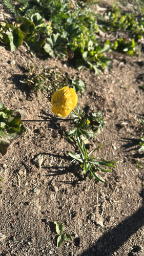 European Globeflower