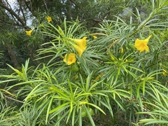 Cascabela thevetia