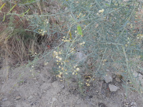 Acacia victoriae
