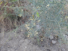 Acacia victoriae