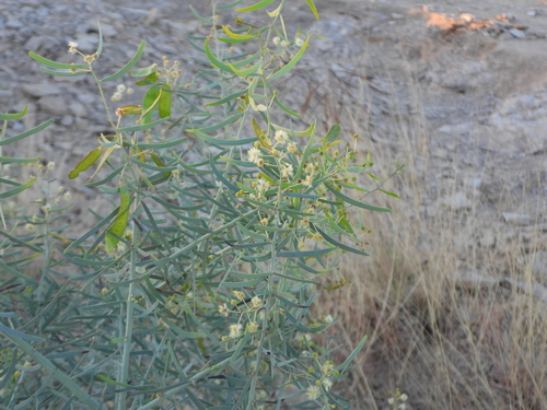 Acacia victoriae, photograph 1