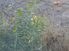Acacia victoriae, photograph author not stated, no rights reserved