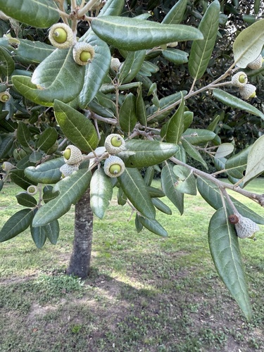 Holm oak