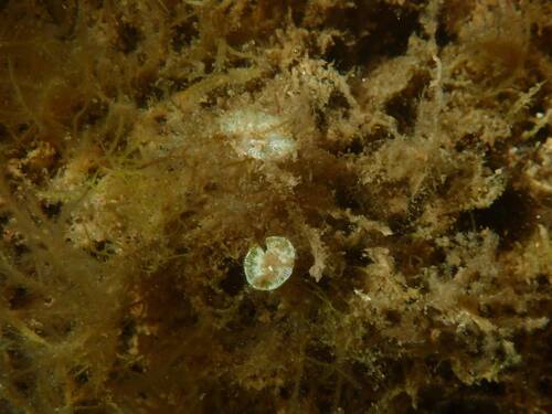 Acetabularia observed 2026-09-18