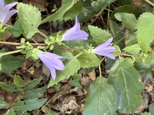 Nettle-leaved Bellflower
