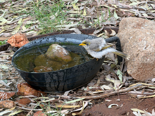Yellow-throated Miner
