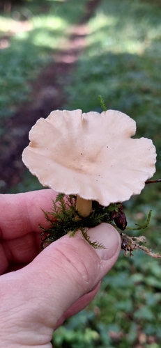 Common Funnel