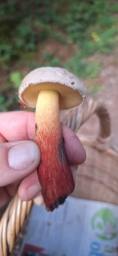Bitter Beech Bolete