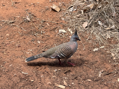 Crested Pigeon