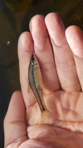 Topmouth Gudgeon