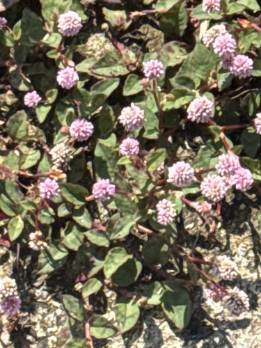pink knotweed