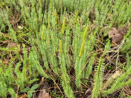 interrupted clubmoss