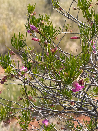 Narrow-leaved Poverty Bush