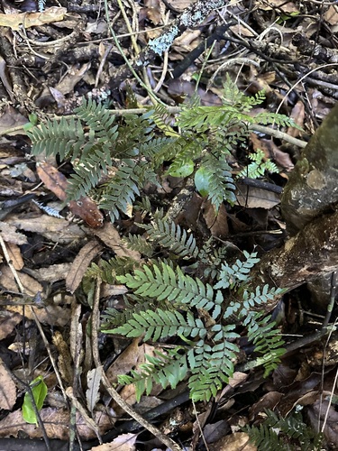 Adiantum fulvum observed 2026-09-19