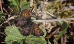 Lycaena helle